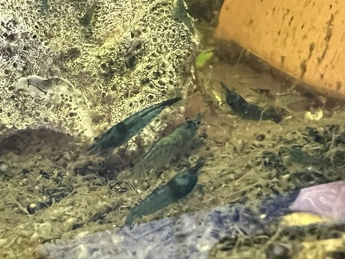 Blue dream shrimp culls - blue,