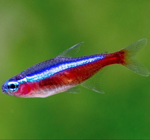 Cardinal tetra nano - tetra,